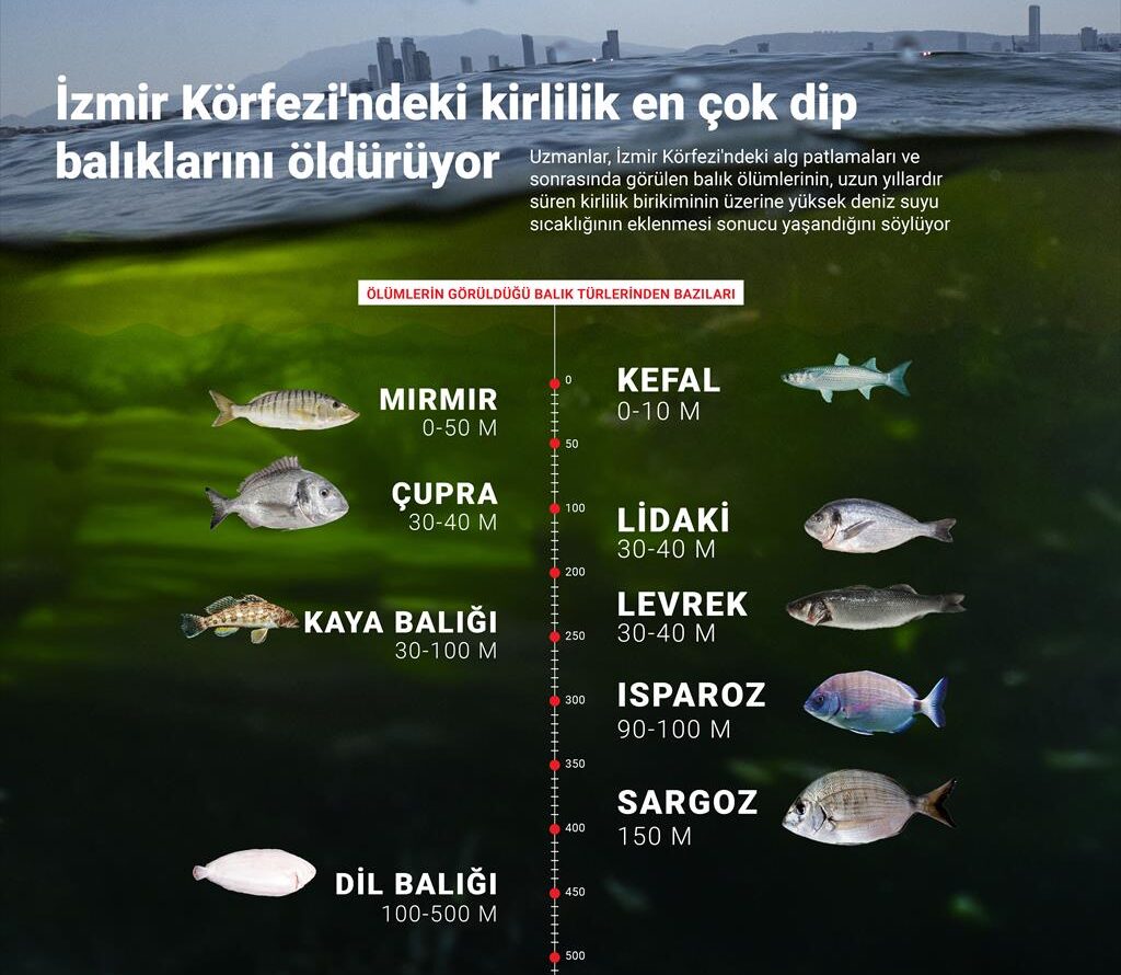 İzmir Körfezi’ndeki balık ölümlerini “yılların kirlilik birikimi” tetikledi