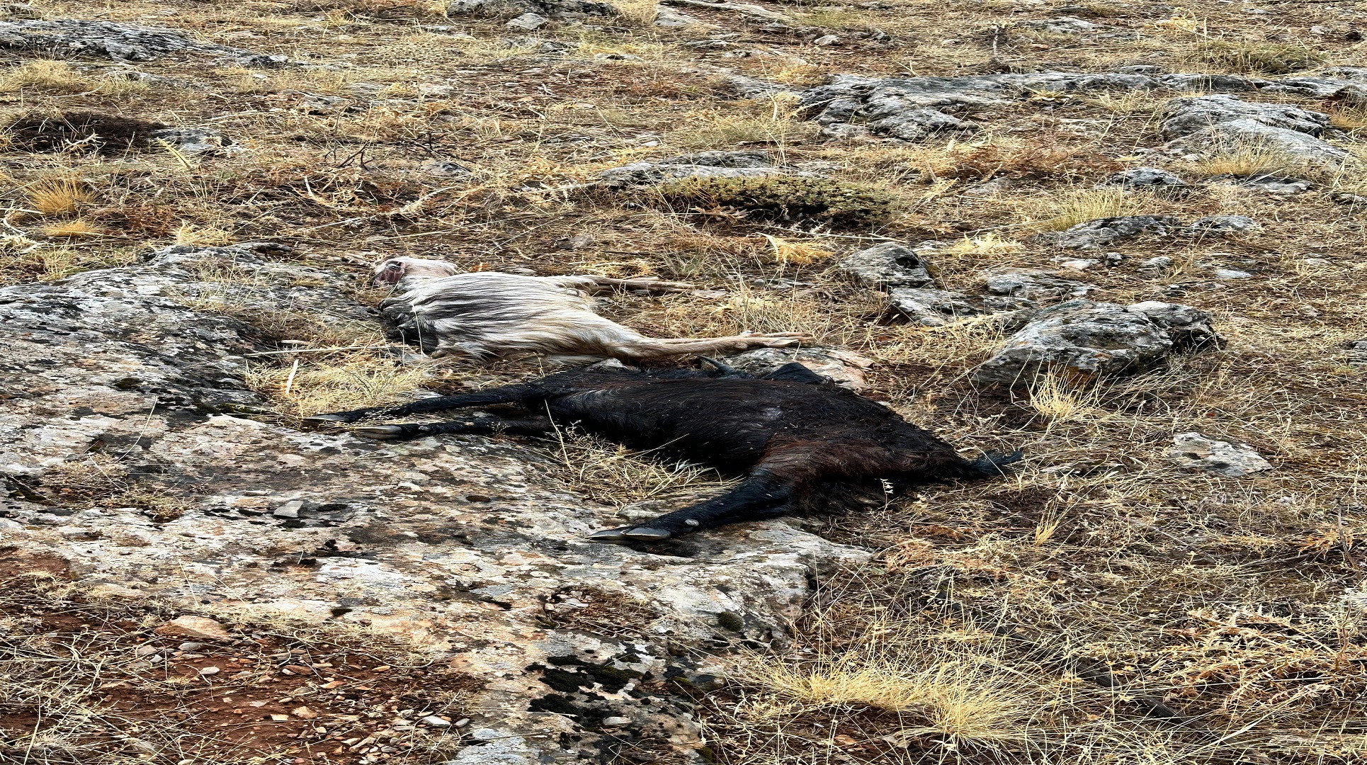 Kahramanmaraş’ta yıldırım isabet eden çoban öldü