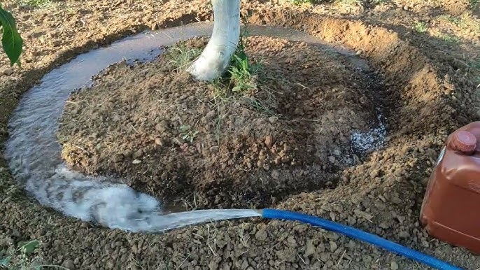 Hayatta başarılı olmanın yolu, disiplin ve çevremize gösterdiğimiz sorumluluktan geçiyor. Evi terk etmeye karar vermişti .