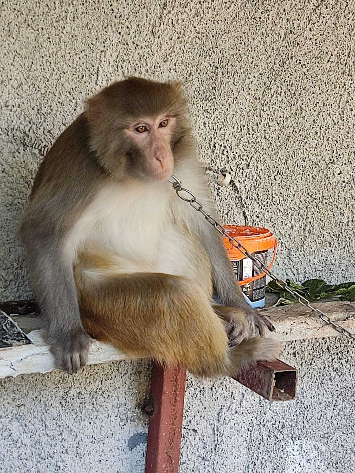 Adana’da bir çocuğu ısıran maymunun sahibine 41 bin 817 lira ceza yazıldı