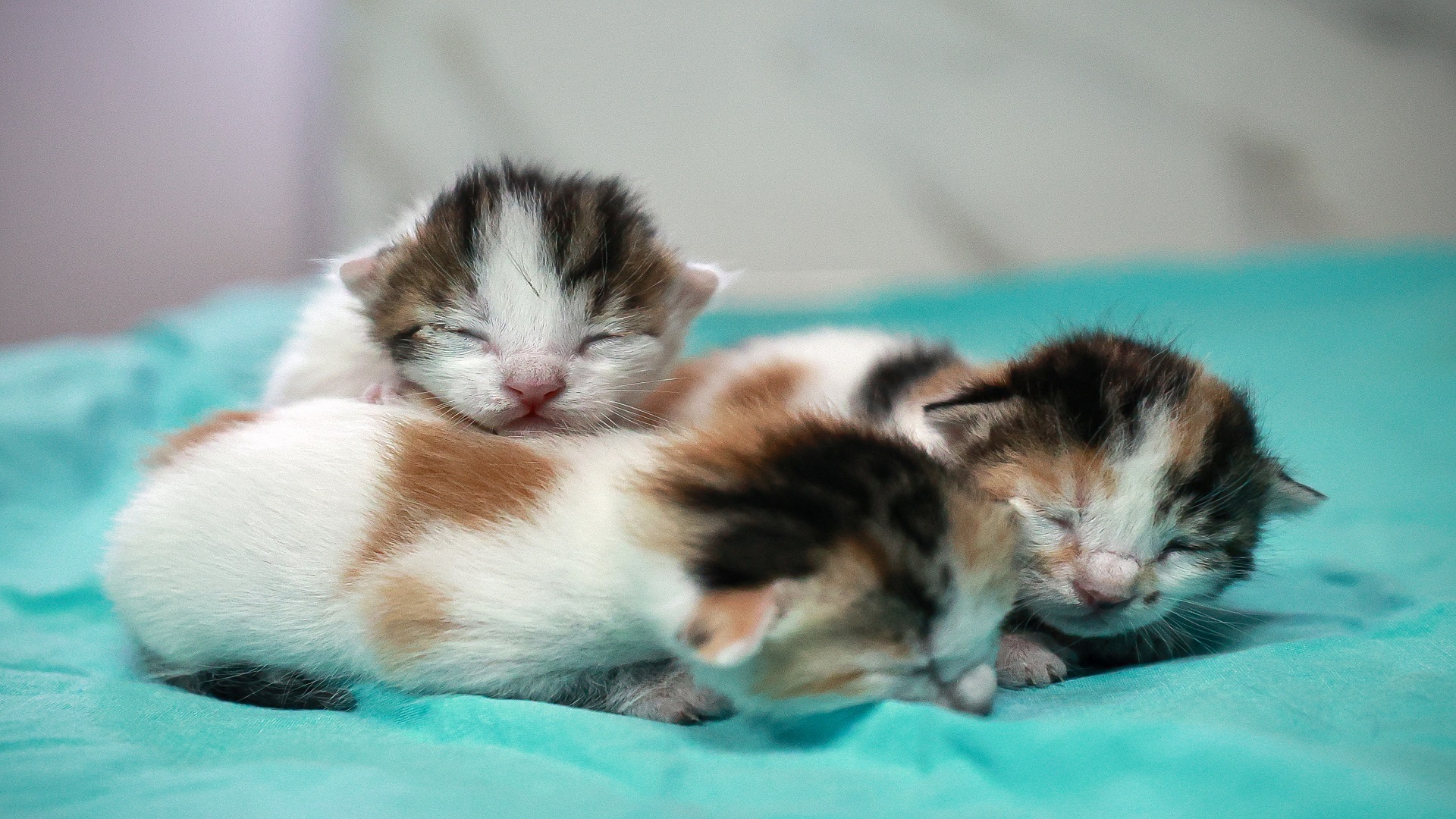 Mersin’de camide doğum yapan kedi ile 3 yavrusu koruma altına alındı