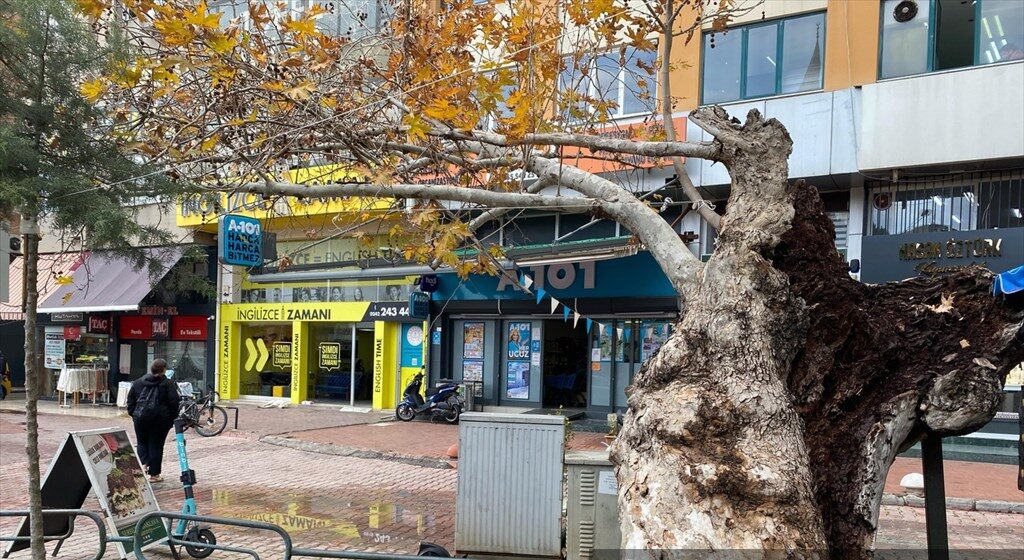 Çürümeye başlayan tarihi çınar ağacına bakım önerisi