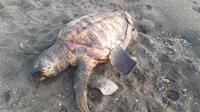 Hatay’da ölü caretta caretta sahile vurdu