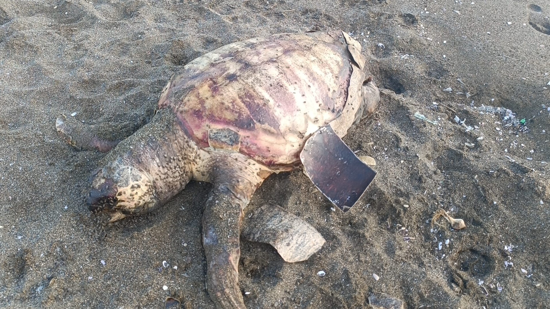 Hatay’da ölü caretta caretta sahile vurdu