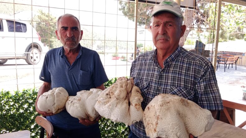 Yaşmelek Yaylası’nda,bir kişi her biri beş kilo gelen dört adet dev mantar buldu