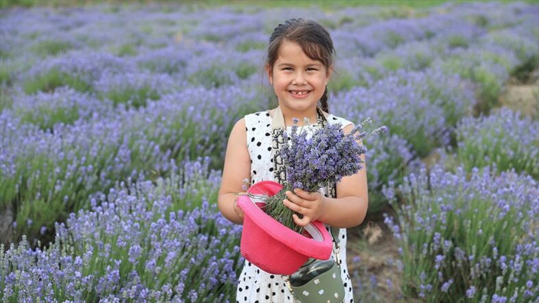 kalpgazetesi.com-Eşsiz güzelliği ile Edirne 8. Lavanta Tarla Günleri başladı