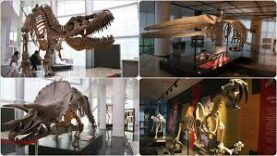 Paleontoloji Ve Fosil Müzesi’nde İncelemeler