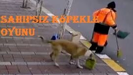 kalpgazetesi.com-Düzce'de temizlik görevlisinin sahipsiz köpekle oyunu kamerada
