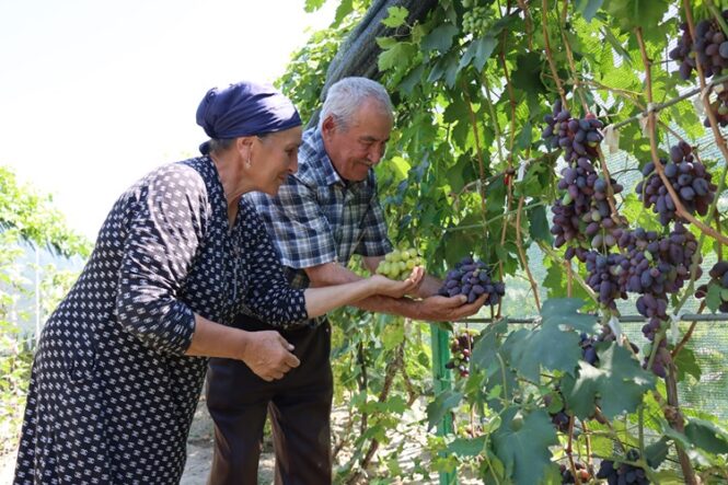 kalpgazetesi.com-Ahıska Türkü çift, Ukrayna'dan getirdiği fidanlarla 70 çeşit üzüm yetiştiriyor