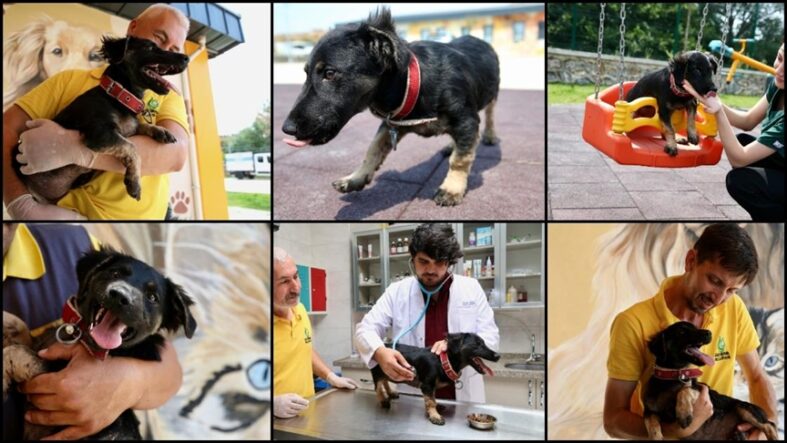 kalpgazetesi.com-köpek