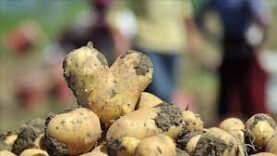 Patates  Fuarı Açıldı
